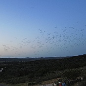 12 million Mexican free-tailed Bats flying out in the evening at Frio Cave, Concan